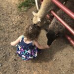 image of child feeding sheep at flamig farms, one of the petting zoos in ct.