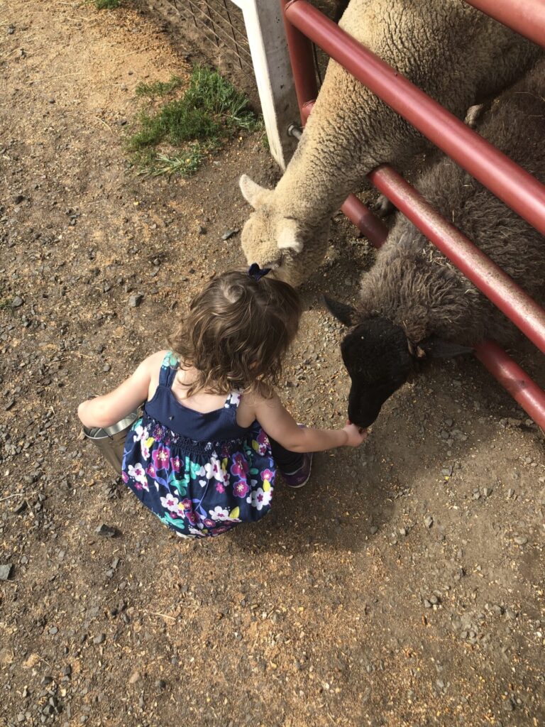 image of child feeding sheep at flamig farms in ct.