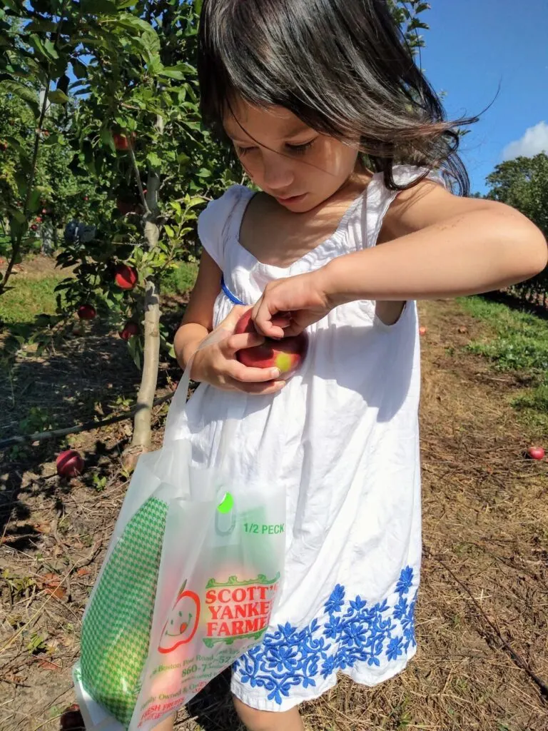 image of young girl apple picking in Connecticut at Scott's Yankee Farmer.