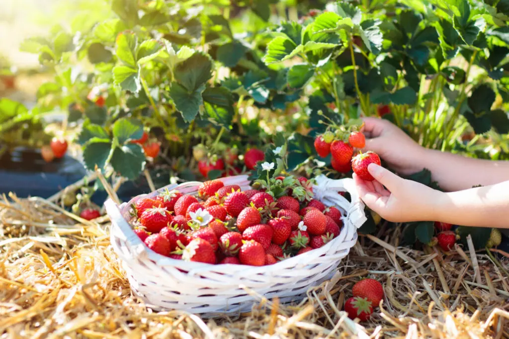 image of a child going fruit picking in Connecticut.