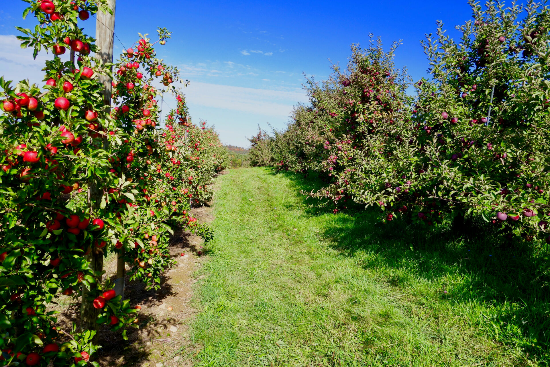 The Best Apple Picking in Connecticut 8 Top Orchards The Connecticut