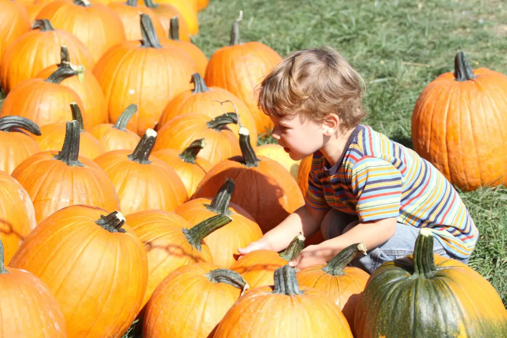 image of a child going fruit picking in Connecticut, pumpkins.