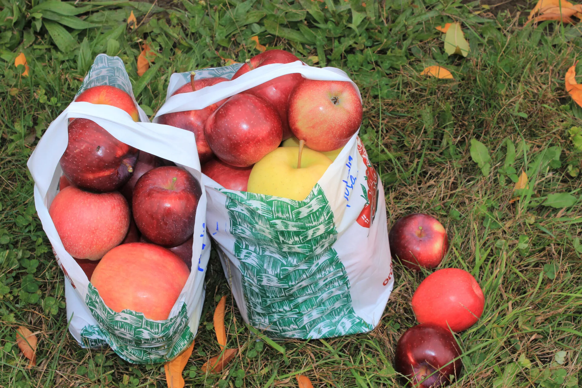image of apples in a bag.