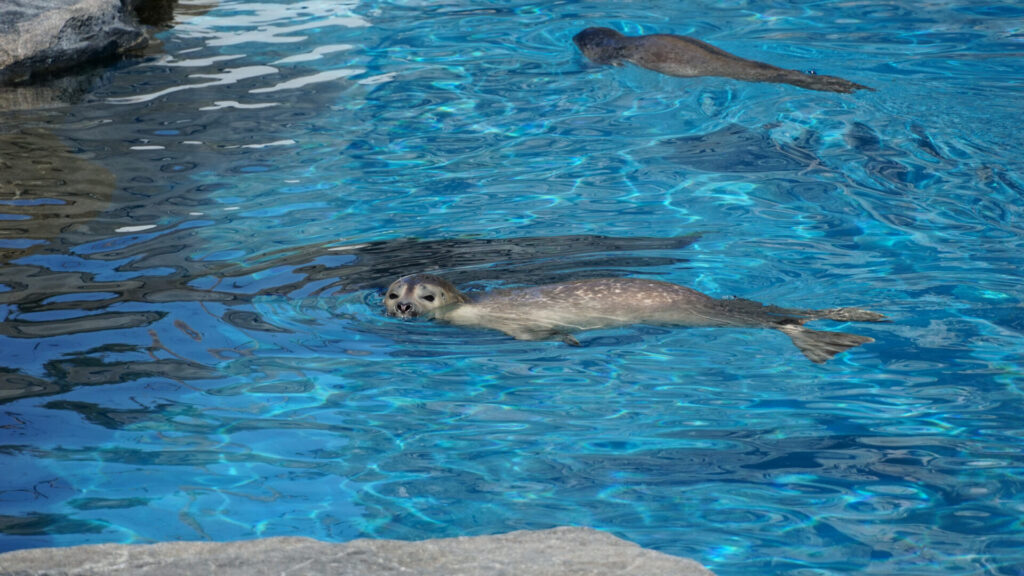 Image of seals swimming at Mystic aquarium, one of the fun things to do with toddlers in CT.