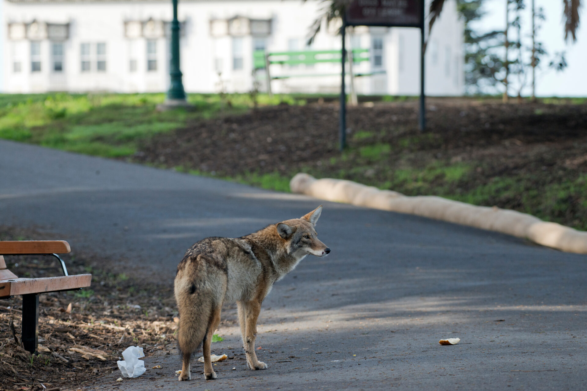 image of a coyote in Connecticut city.