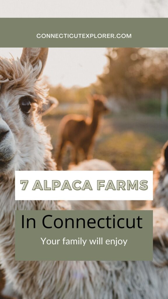 alpaca farms in connecticut pinterest image.