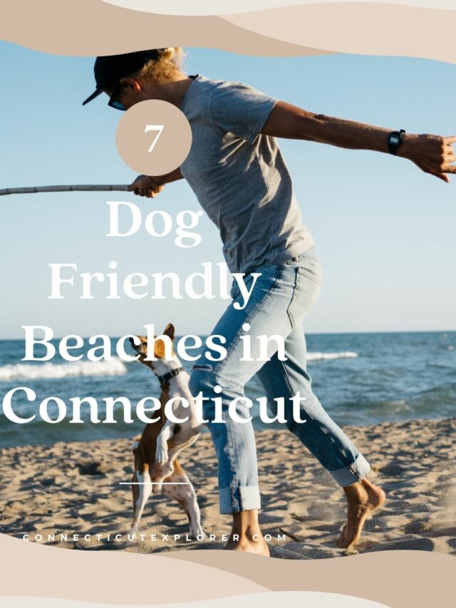 7 Beautiful Beaches for Dogs in CT!