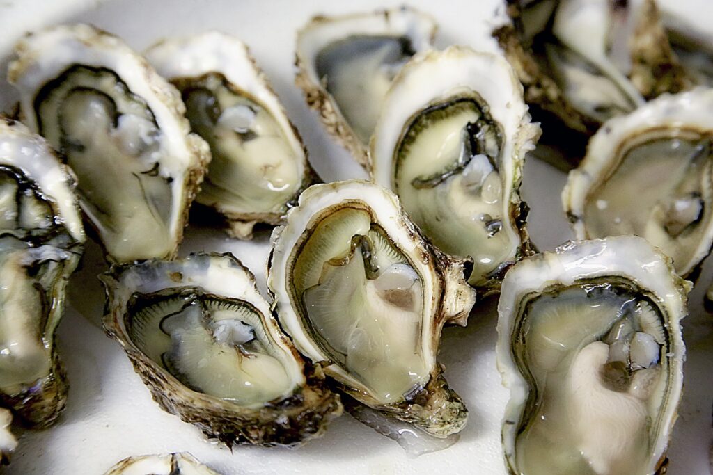 image of oysters in Connecticut on a plate.