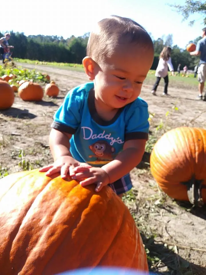 image of child pumpkin picking in connecticut at connecticut pumpkin patch.