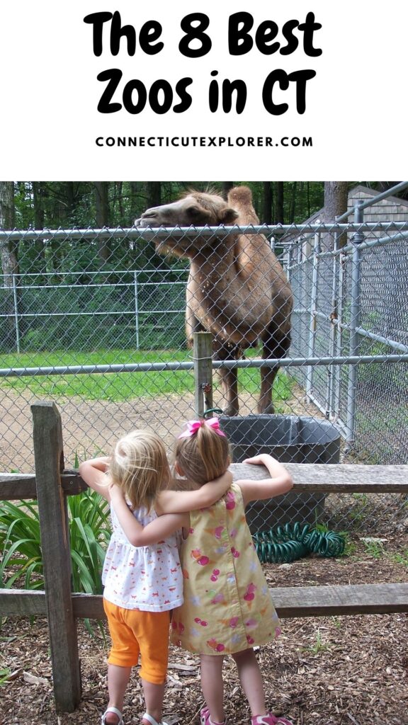 8 best zoos in Connecticut pinterest image.