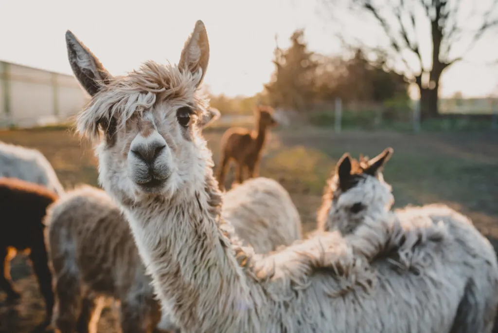 image of alpacas in Connecticut.