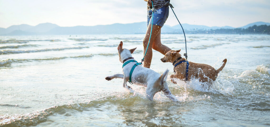 image of dogs on one of the dof friendly beaches in ct.