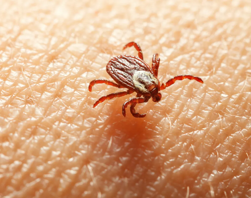 Image of American Dog Tick.