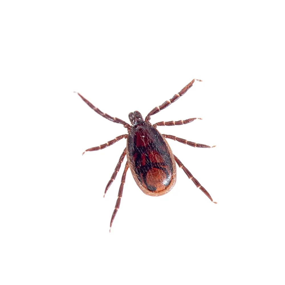 Image of Brown Dog Tick.