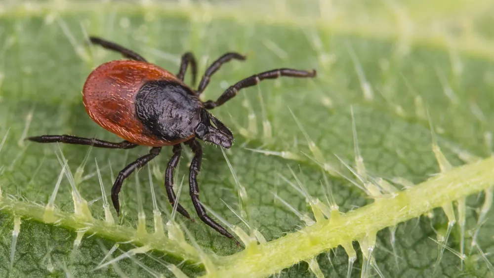 Image of Deer Tick for post on how long does tick season last in Connecticut.