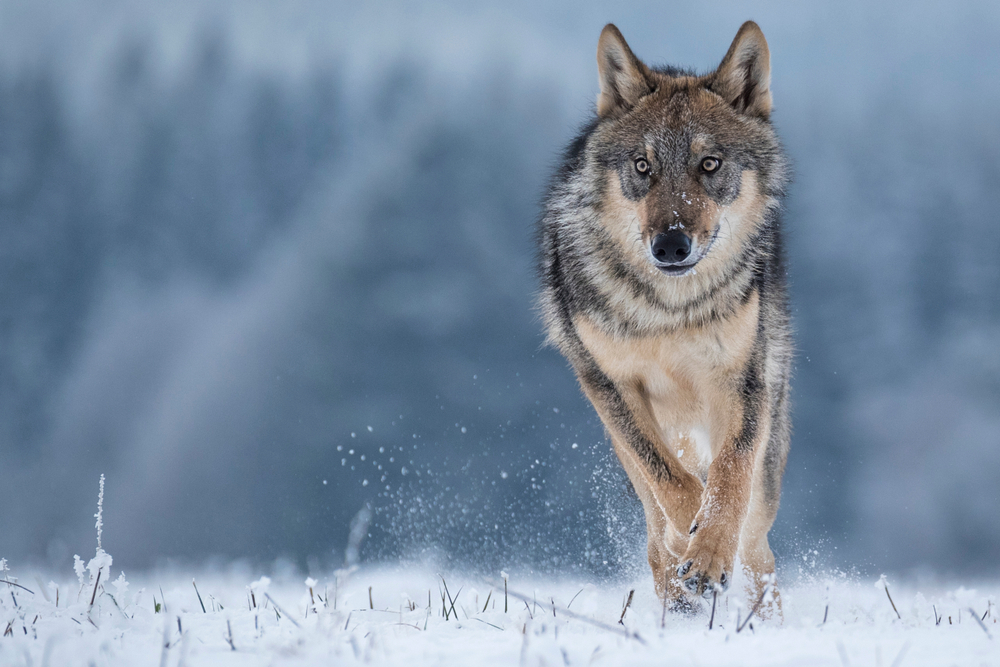 Image of wolf running in snowy grass for cover image on the are there wolves in CT post.