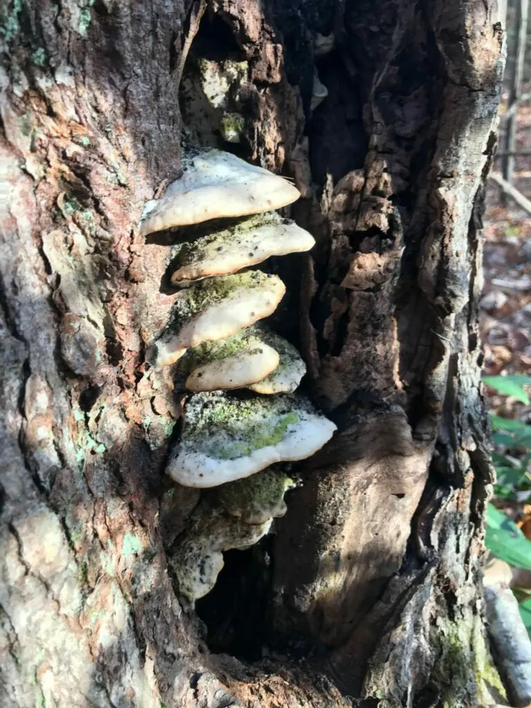 Image of mushrooms growing from a tree at Oswegatchie Hills Nature Preserve in East Lyme ct.