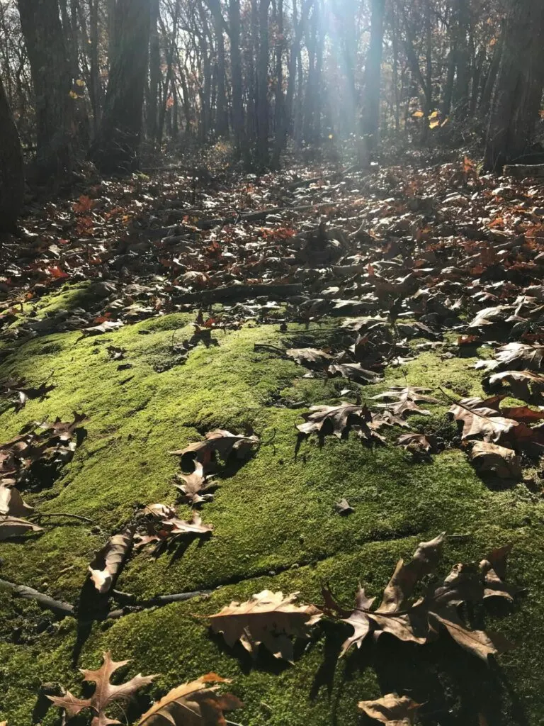 Image of moss on rocks with leaves at Oswegatchie Hills Nature Preserve.