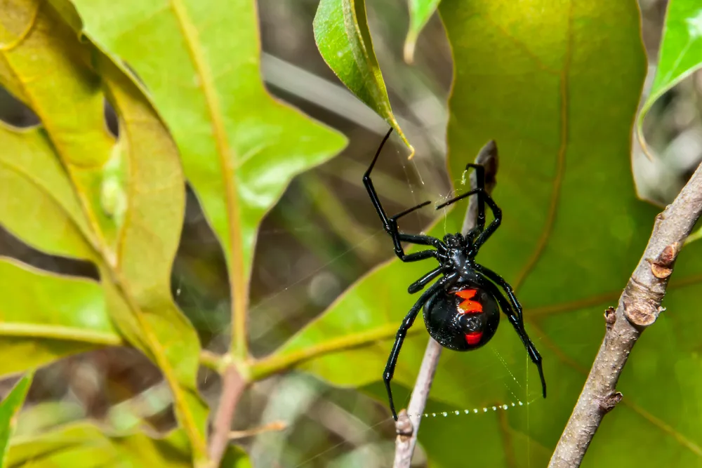image of black widow spider, one of the spiders found in Connecticut.