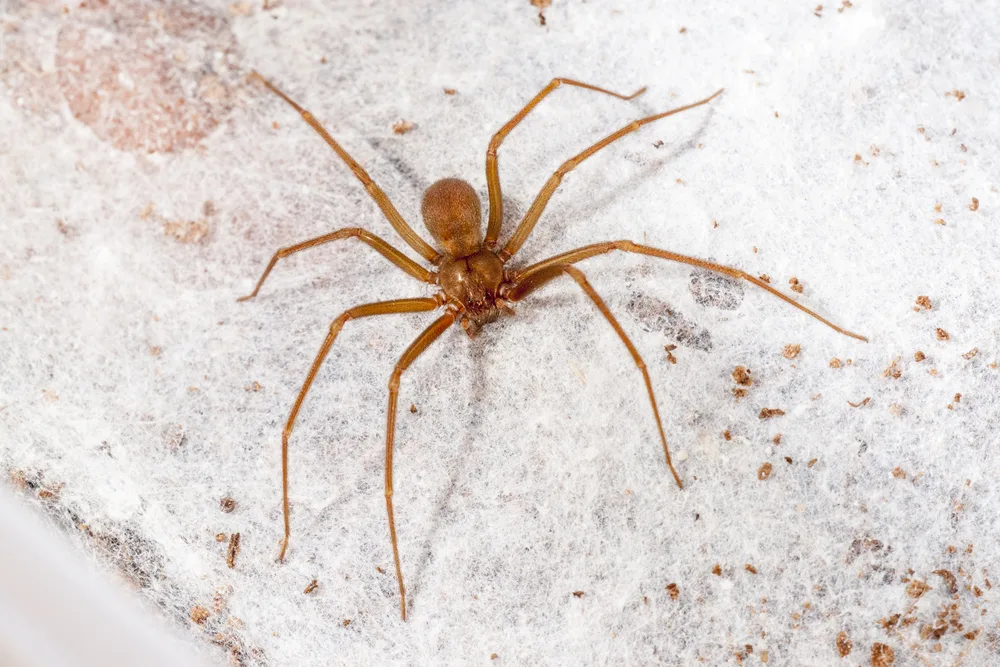 image of brown recluse spider found in Connecticut.