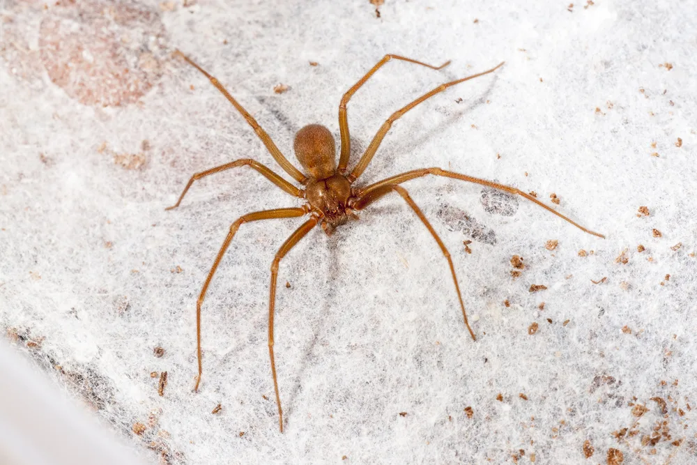 are-there-a-lot-of-spiders-in-connecticut-the-connecticut-explorer