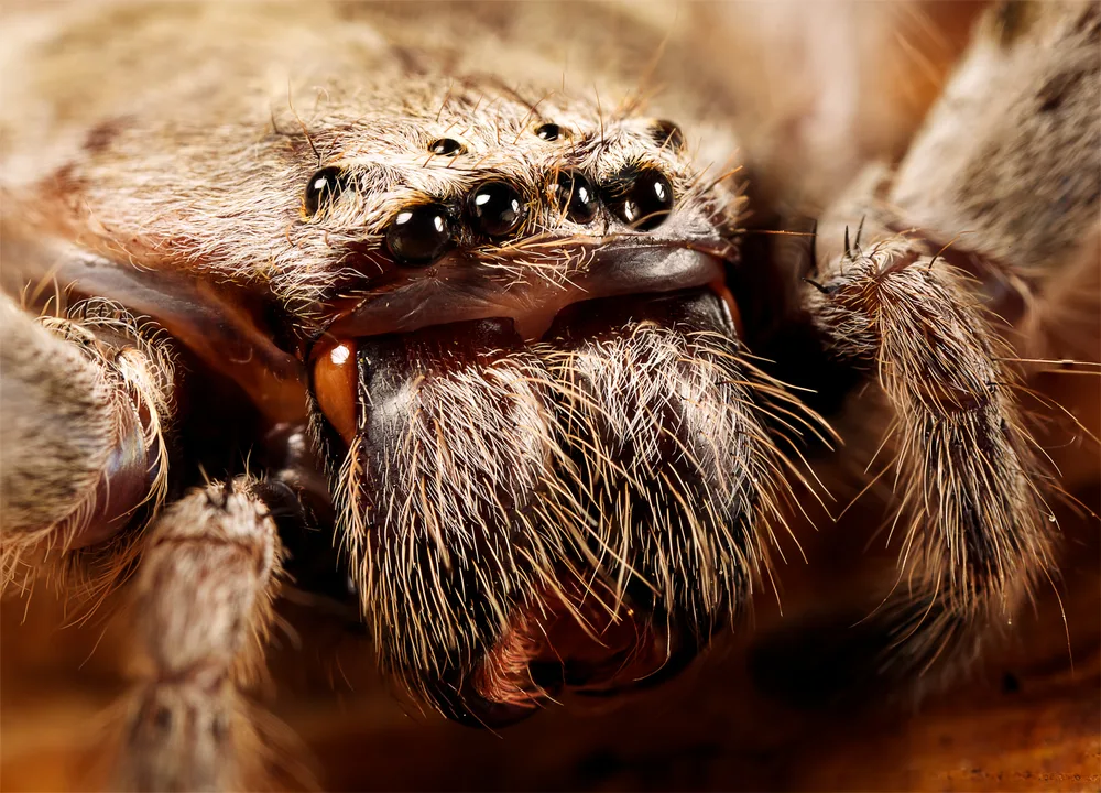 image of huntsman spider.