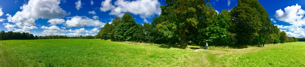 image of field and trees at topsmead forest.