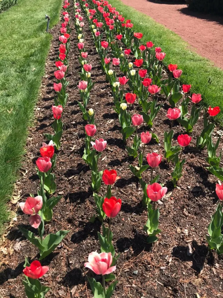 image of tulips in botanical gardens in Connecticut at Elizabeth Park.