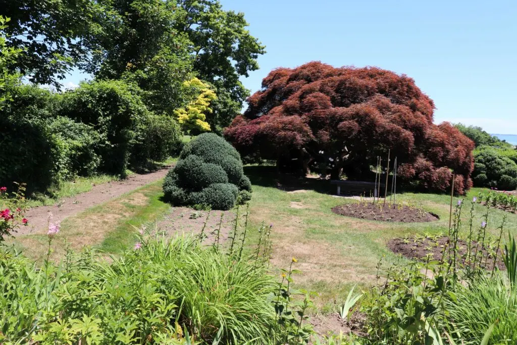 Image of tree with red leaves in garden in Harkness Park in Waterford, CT.