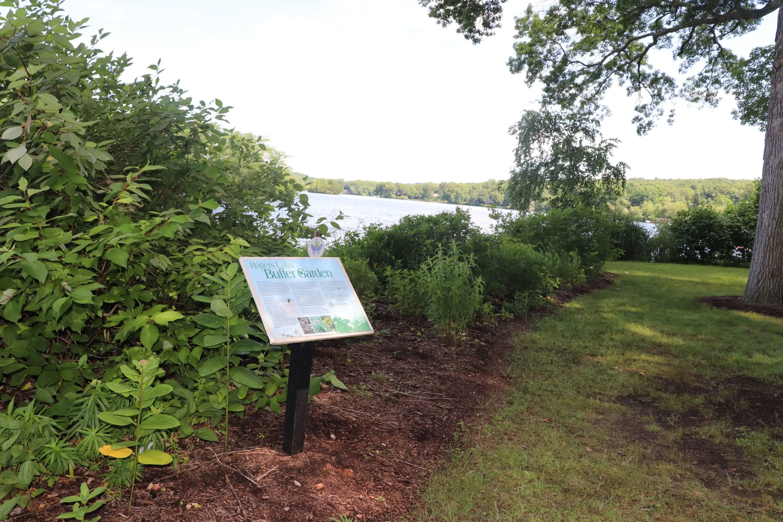 Image of Buffer Garden at Haines Park at Rogers Lake in Old Lyme, CT.
