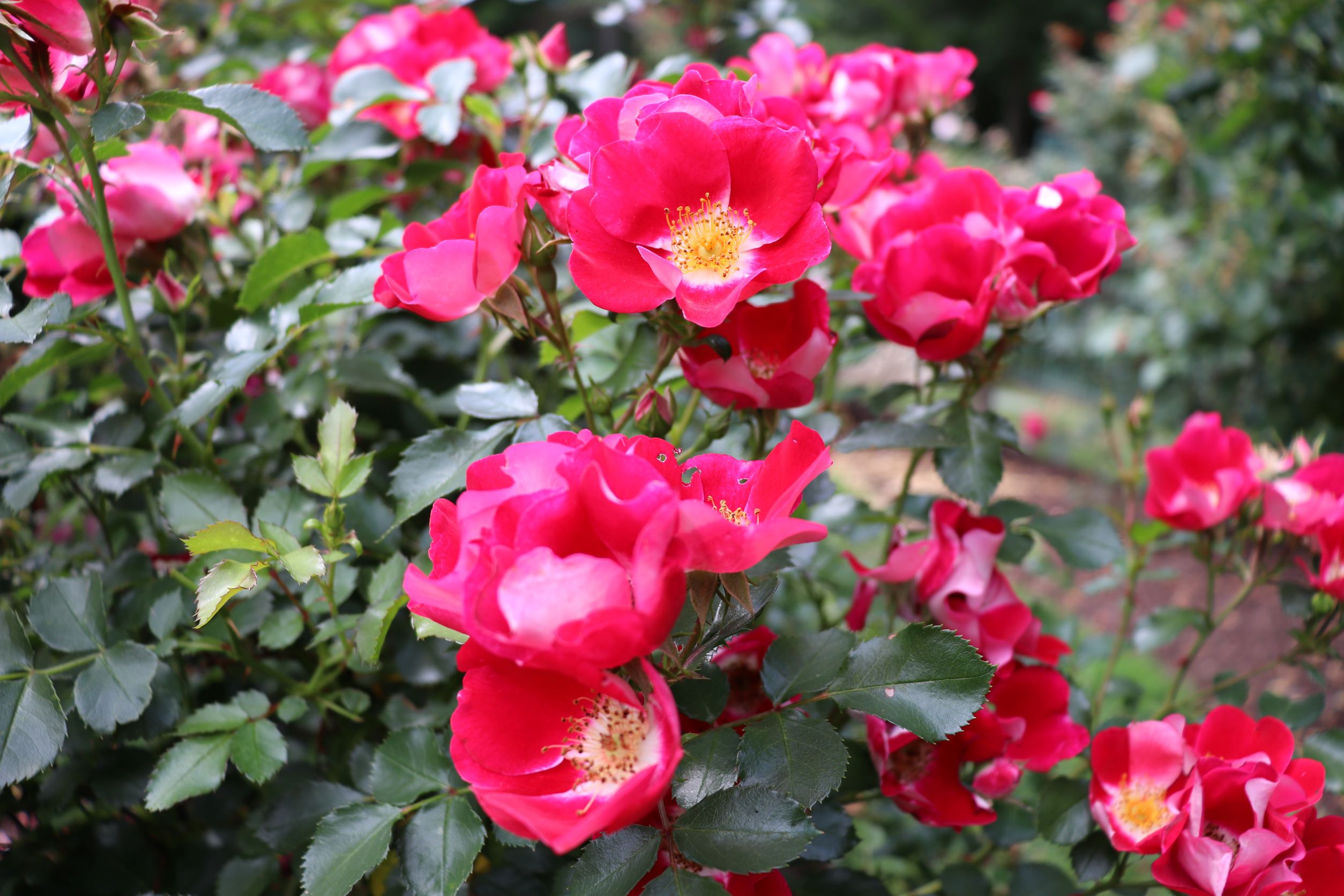 image of roses in the norwich rose garden.