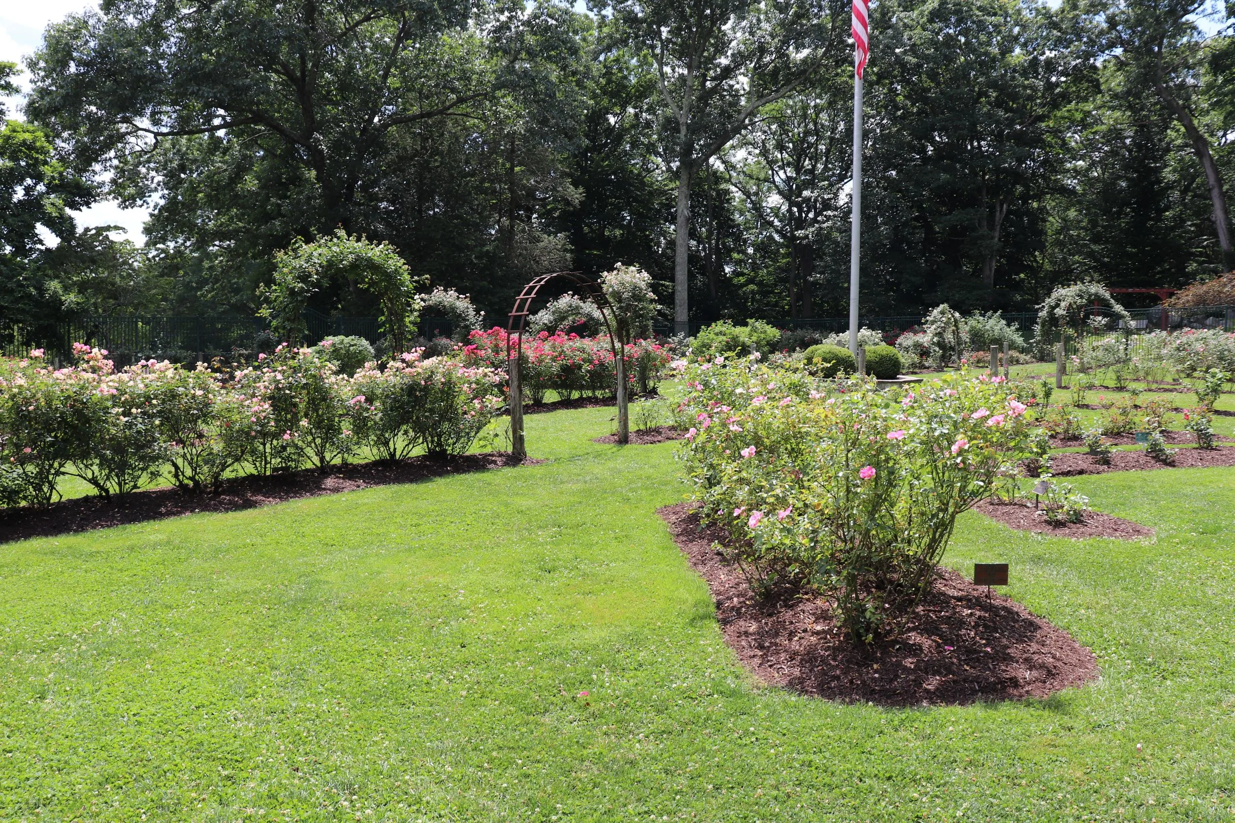 image of rose bushes in the norwich rose garden.