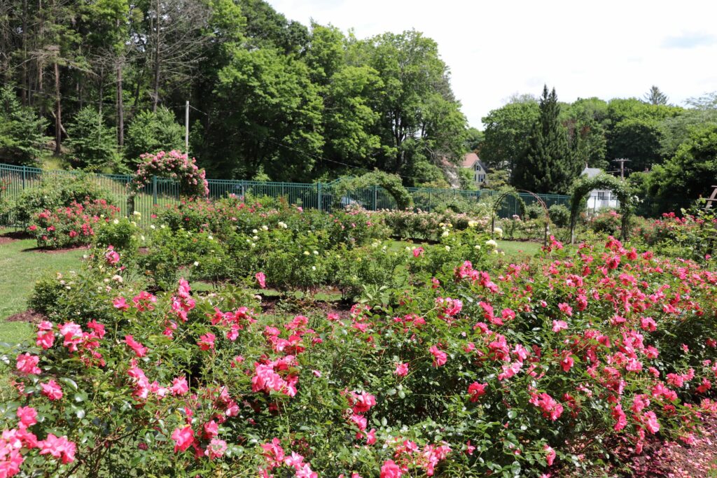 image of norwich rose garden in mohegan park.