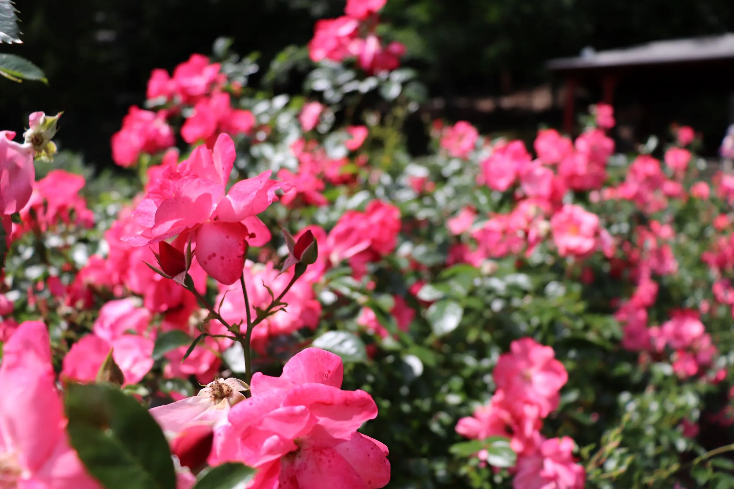 image of close up pick roses at norwich rose garden at mohegan park.