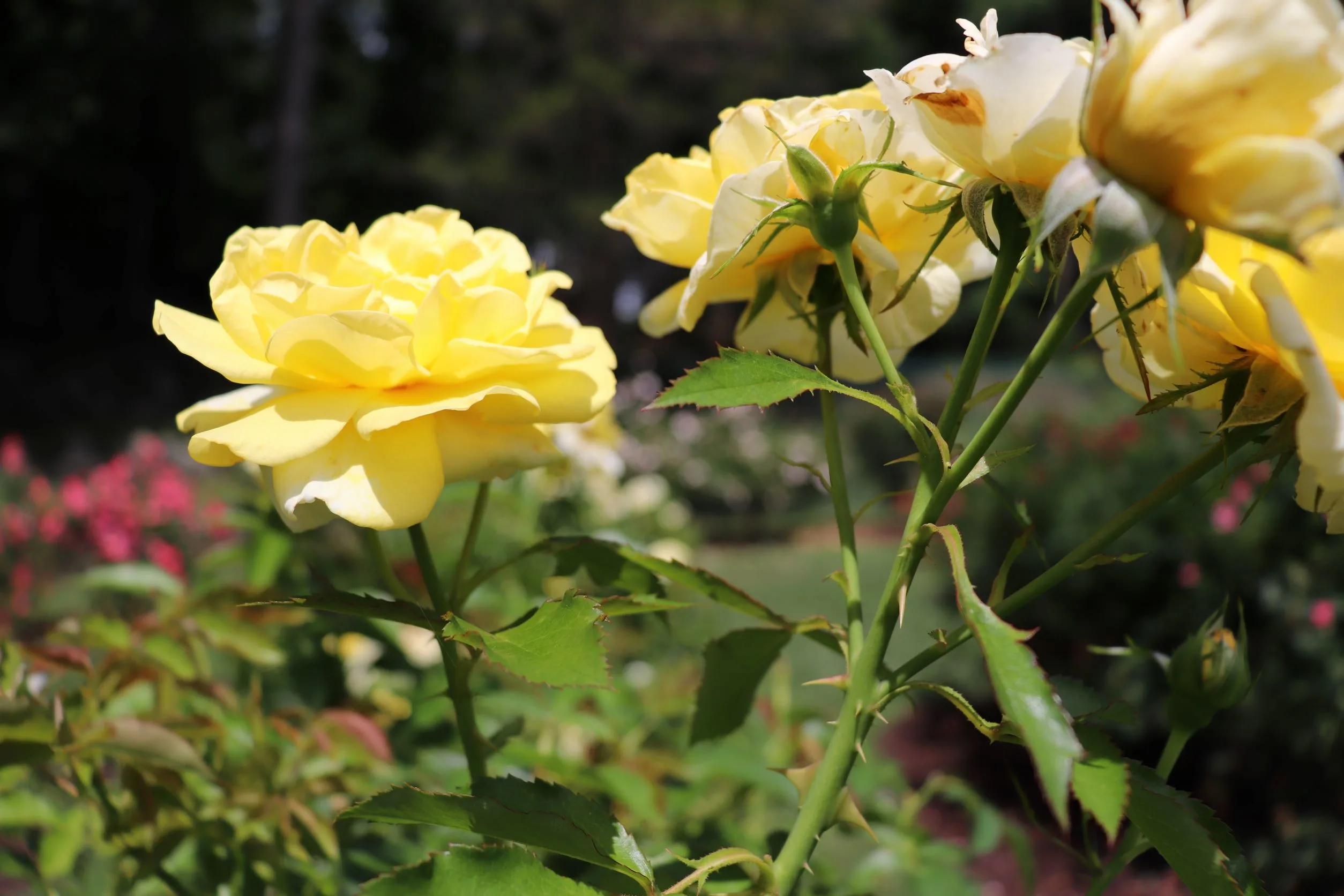 image of yellow rose close up in norwich rose garden.