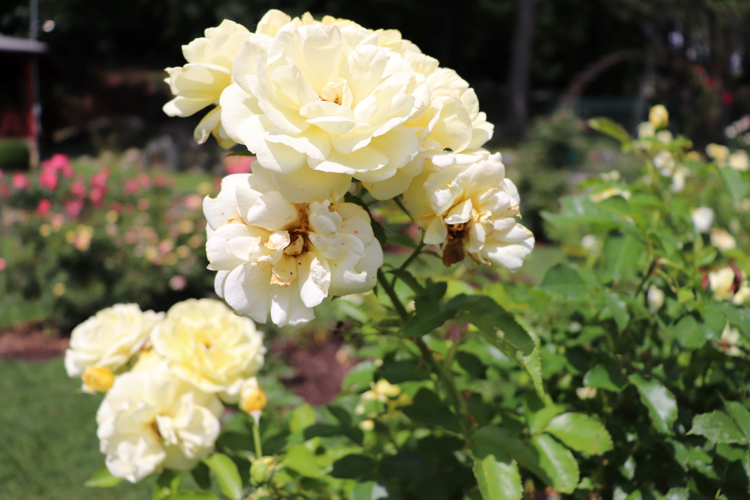 image of pale yellow rose close up at norwich rose garden.