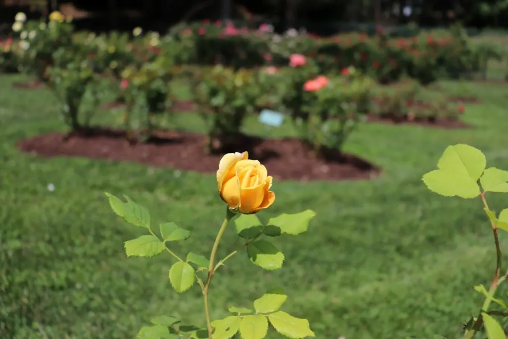 image of yellow rose in the norwich rose garden in mohegan park.