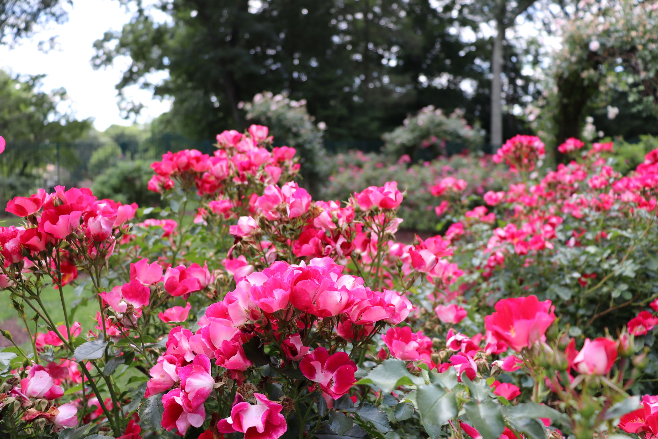 image of pink roses in the norwich rose garden.