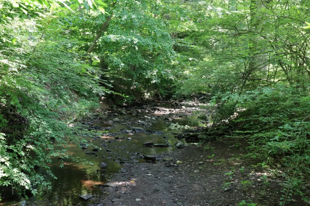 Image of Wadsworth Brook with tree surrounding it in Middletown Connecticut.