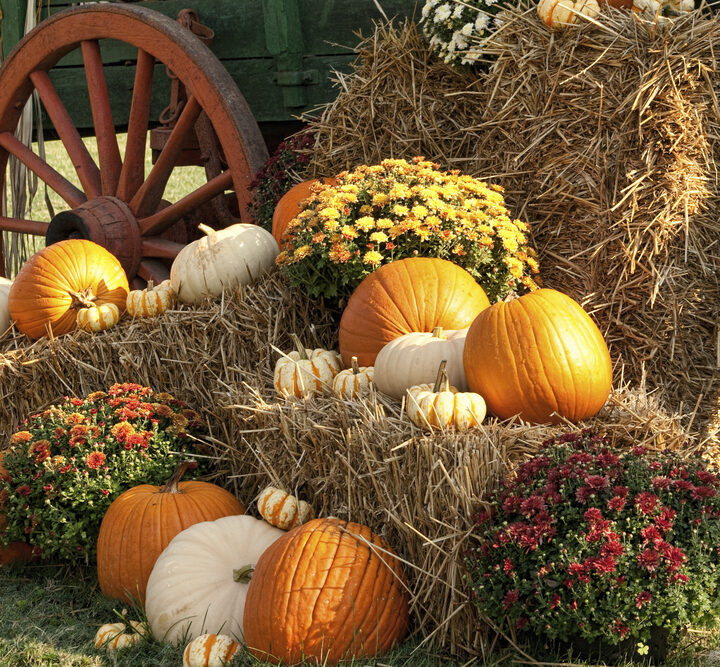 Image of pumpkins arranged on wooden wagon at fall festivals in CT.