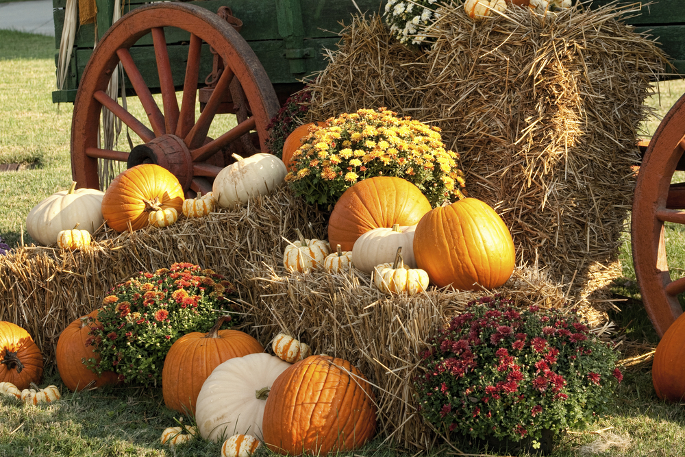 Image of pumpkins arranged on wooden wagon at fall festivals in CT.