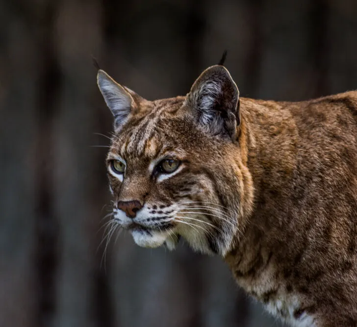 image of bobcats in Connecticut.