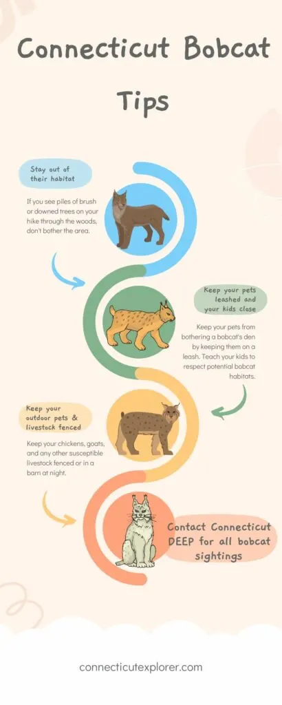 Image of Bobcats in Connecticut Infographic explaining how to avoid bobcats in CT.