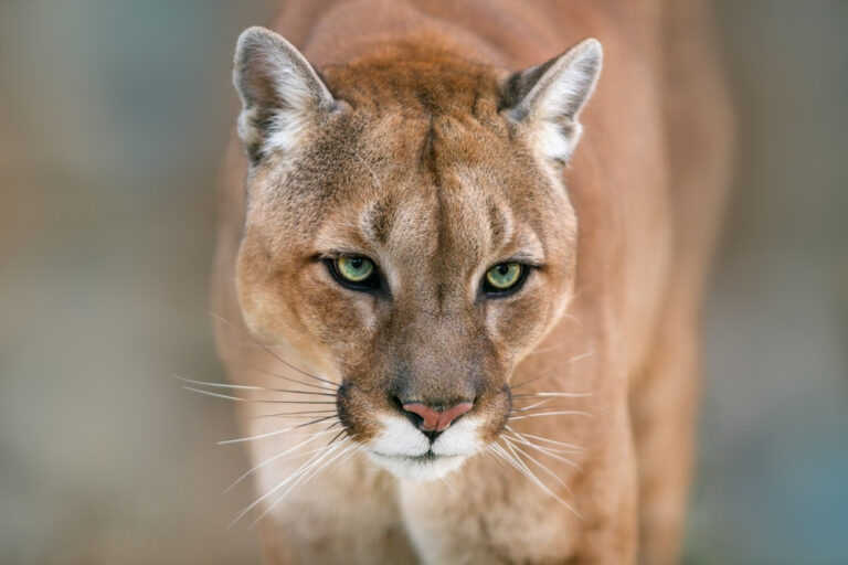 Are there Mountain Lions in CT? (We have the answer for 2024!) The