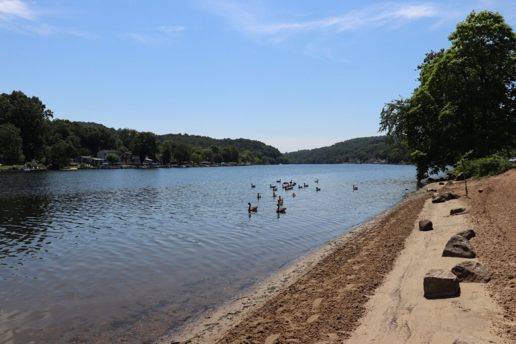 Image of ducks at the beach in Indian Well State Park in Shelton, CT.