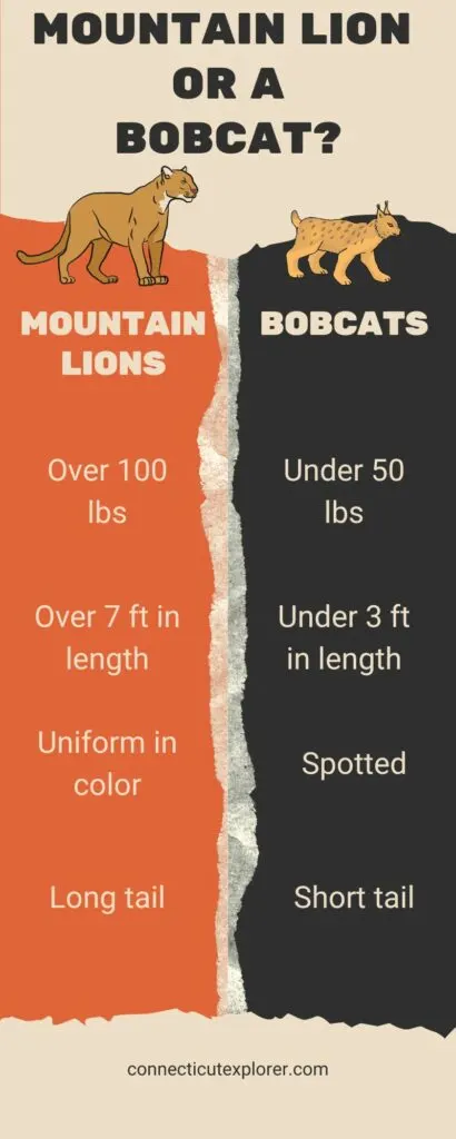 Image of mountain lion vs bobcat comparison infographic.