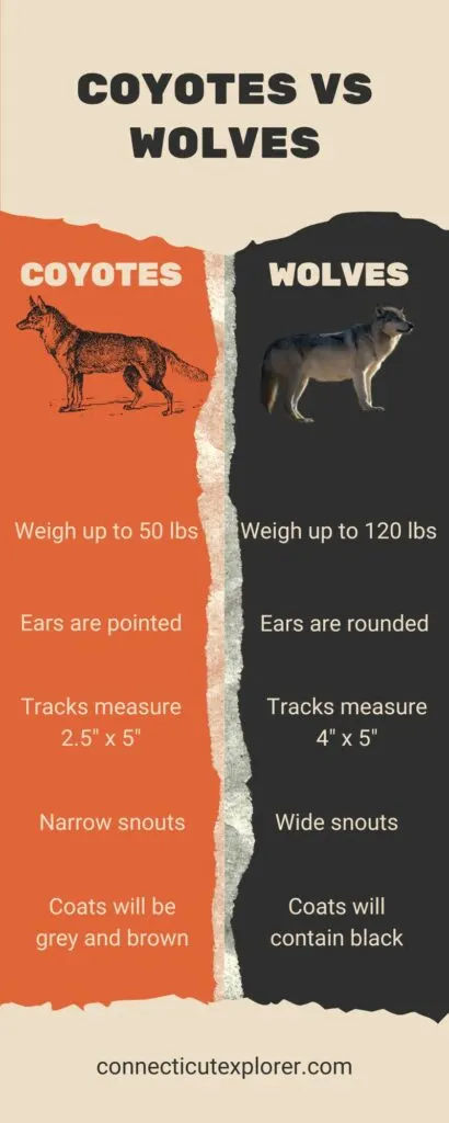 Image of wolves vs coyotes comparison infographic.