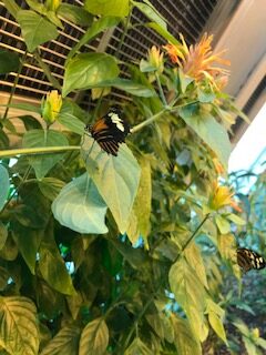 image of butterfly at the connecticut science center.