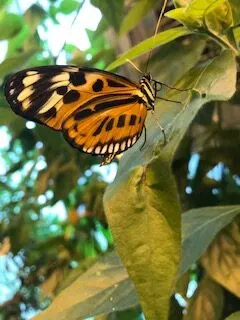 image of butterfly at the connecticut science center.