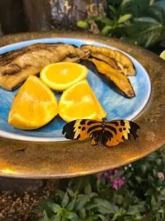 image of a butterfly on a plate of fruit at the connecticut science center.